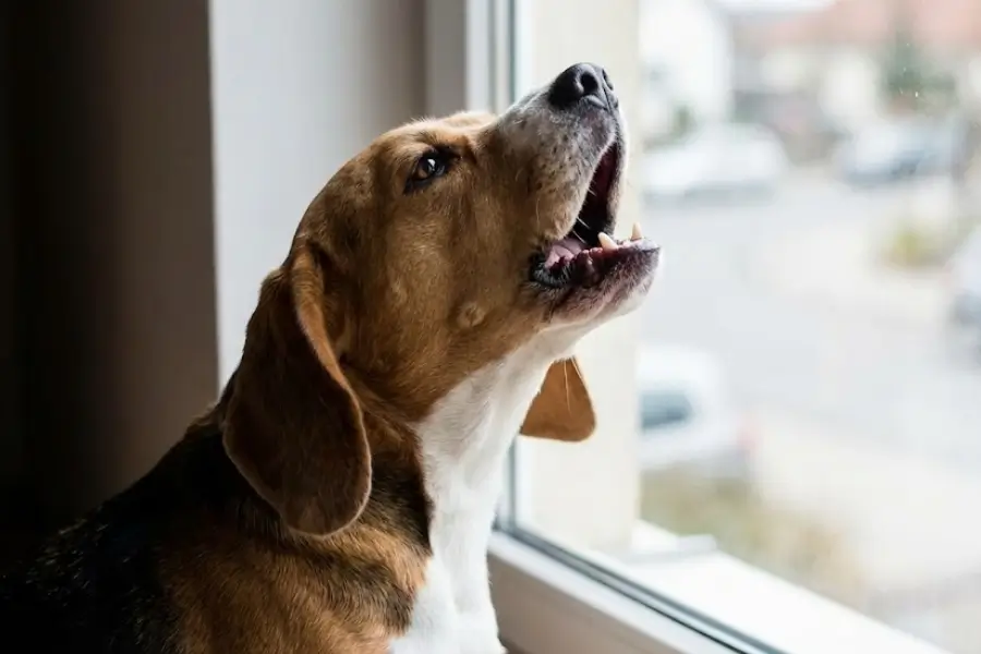 Quick Solutions for Excessive Barking That Actually Work